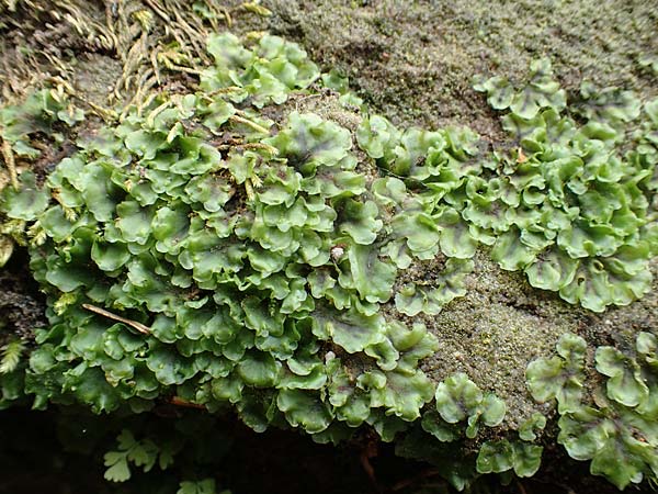 Marchantiales spec1 ? \ Thall&ouml;ses Lebermoos / Thallose Liverwort, F Turquestein-Blancrupt 5.6.2018