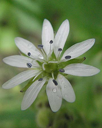 Stellaria aquatica \ Wassermiere, Wasserdarm / Water Checkweed, F Montsegur 15.8.2006