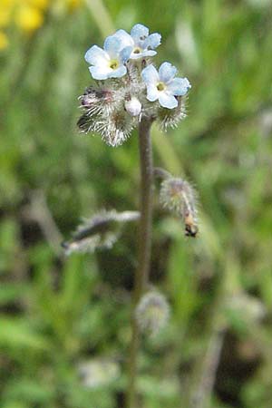 Myosotis ramosissima \ Hgel-Vergissmeinnicht / Early Forget-me-not, F Castellane 12.5.2007
