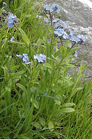 Myosotis scorpioides agg. \ Sumpf-Vergissmeinnicht / Water Forget-me-not, F Pyrenäen/Pyrenees, Eyne 14.5.2007