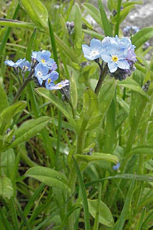 Myosotis scorpioides agg. \ Sumpf-Vergissmeinnicht / Water Forget-me-not, F Pyrenäen/Pyrenees, Eyne 14.5.2007