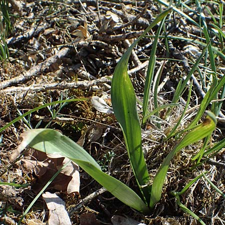 Drimia maritima \ Meerzwiebel / Sea Squill, F Saint Hubert 3.5.2023
