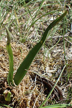 Drimia maritima \ Meerzwiebel / Sea Squill, F Saint Hubert 3.5.2023