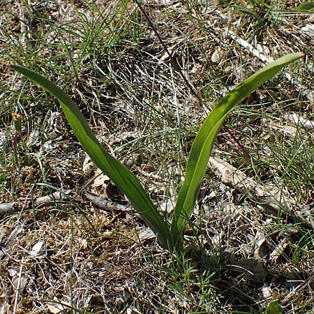 Drimia maritima \ Meerzwiebel / Sea Squill, F Saint Hubert 3.5.2023