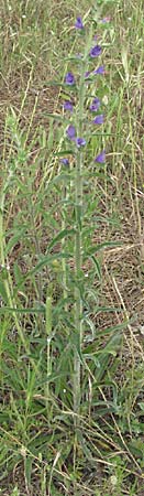 Echium creticum \ Kretischer Natternkopf / Cretan Bugloss, F Camargue 13.5.2007