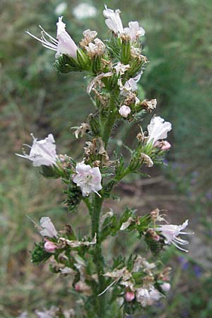 Echium plantagineum \ Wegerich-Natternkopf / Purple Viper's Bugloss, F Aubenas 16.5.2007
