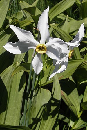 Narcissus radiiflorus \ Stern-Narzisse / Narrow-Leaved Narcissus, F Mont Aigoual 29.5.2009