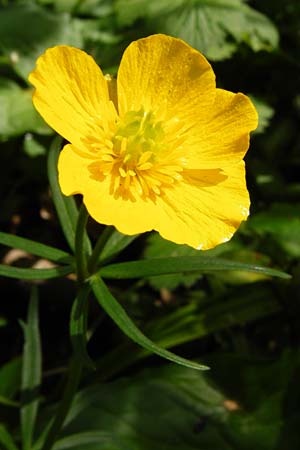 Ranunculus neoascendens \ Ascendens-hnlicher Gold-Hahnenfu / False Ascendent Goldilocks, F Gougenheim 18.4.2015
