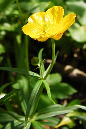 Ranunculus neoascendens \ Ascendens-hnlicher Gold-Hahnenfu / False Ascendent Goldilocks, F Gougenheim 18.4.2015