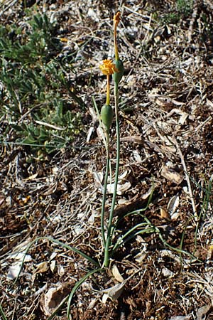 Narcissus assoanus \ Binsen-Narzisse / Rush-Leaved Narcissus, F Saint Hubert 3.5.2023