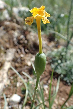 Narcissus assoanus \ Binsen-Narzisse / Rush-Leaved Narcissus, F Saint Hubert 3.5.2023