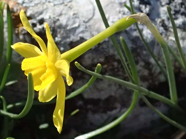 Narcissus assoanus \ Binsen-Narzisse / Rush-Leaved Narcissus, F Luberon bei/near Robion 16.3.2024