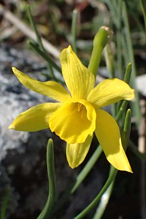 Narcissus assoanus \ Binsen-Narzisse / Rush-Leaved Narcissus, F Luberon bei/near Robion 16.3.2024