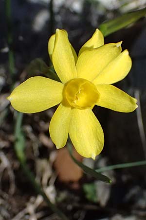 Narcissus assoanus \ Binsen-Narzisse / Rush-Leaved Narcissus, F Luberon bei/near Robion 16.3.2024
