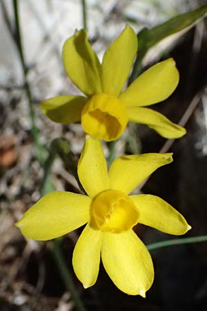 Narcissus assoanus \ Binsen-Narzisse / Rush-Leaved Narcissus, F Luberon bei/near Robion 16.3.2024