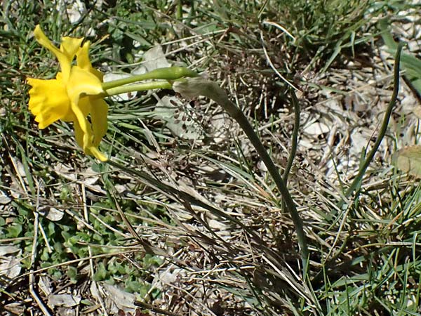 Narcissus assoanus \ Binsen-Narzisse / Rush-Leaved Narcissus, F Luberon bei/near Robion 16.3.2024