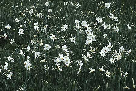 Narcissus poeticus \ Dichter-Narzisse, Weie Narzisse / Poet's Narcissus, F Comps-sur-Artuby 12.5.1984