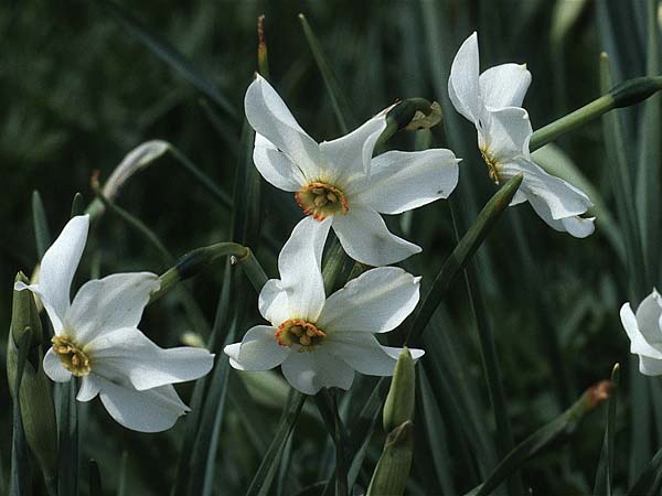 Narcissus poeticus \ Dichter-Narzisse, Weie Narzisse / Poet's Narcissus, F Comps-sur-Artuby 12.5.1984
