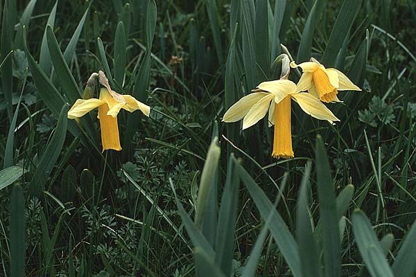 Narcissus bicolor \ Zweifarbige Narzisse / Trumpet Narcissus, F Pyren&auml;en/Pyrenees, Cirque de Gavarnie 17.4.1988