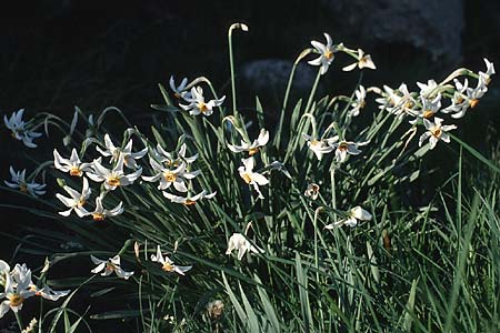 Narcissus poeticus \ Dichter-Narzisse, Weie Narzisse / Poet's Narcissus, F Pyrenäen/Pyrenees, 28.5.1990