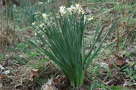 Narcissus tazetta \ Tazette / Bunch-flowered Narcissus, F Aigues Mortes 7.3.1998