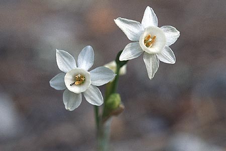 Narcissus dubius \ Zweifelhafte Narzisse / Doubtful Narcissus, F Bandol 7.3.2000