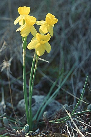 Narcissus assoanus \ Binsen-Narzisse / Rush-Leaved Narcissus, F Orgon 13.4.2004
