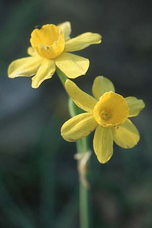 Narcissus assoanus \ Binsen-Narzisse / Rush-Leaved Narcissus, F Corbi&egrave;res,  Arquettes-en-Val 30.4.2005