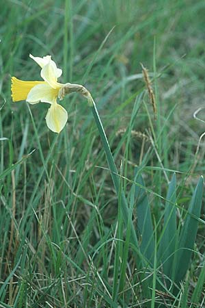 Narcissus pseudonarcissus \ Gelbe Narzisse, Osterglocke / Wild Daffodil, F Corbières, Arquettes-en-Val 30.4.2005