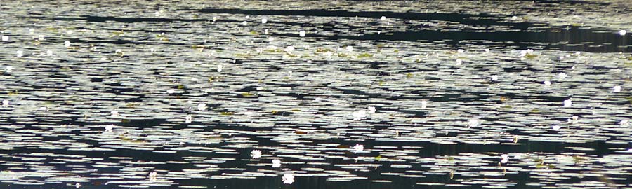 Nymphaea candida ? \ Glnzende Seerose, Kleine Seerose / Water-Lily, F Bitche 15.8.2021