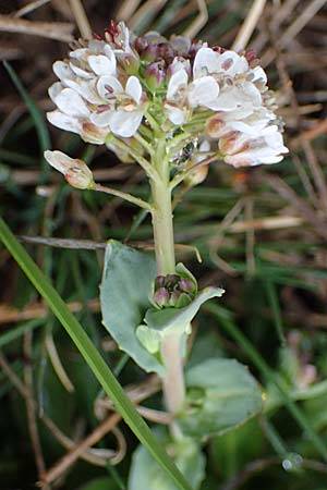 Noccaea caerulescens \ Gebirgs-Hellerkraut, Bluliches Tschelkraut / Alpine Penny-Cress, F Queyras, Fontgillarde 30.4.2023