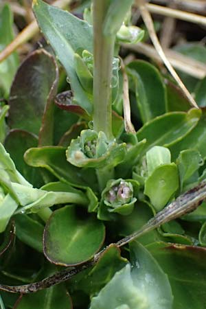 Noccaea caerulescens \ Gebirgs-Hellerkraut, Bluliches Tschelkraut / Alpine Penny-Cress, F Queyras, Fontgillarde 30.4.2023