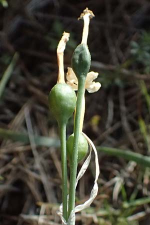 Narcissus dubius \ Zweifelhafte Narzisse / Doubtful Narcissus, F Martigues 17.3.2024