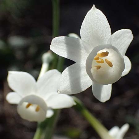 Narcissus dubius \ Zweifelhafte Narzisse / Doubtful Narcissus, F Martigues 17.3.2024