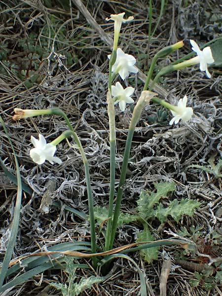 Narcissus dubius \ Zweifelhafte Narzisse / Doubtful Narcissus, F Martigues 17.3.2024