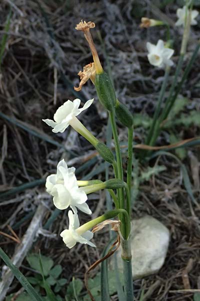 Narcissus dubius \ Zweifelhafte Narzisse / Doubtful Narcissus, F Martigues 17.3.2024