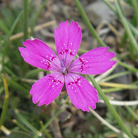 Dianthus deltoides \ Heide-Nelke / Maiden Pink, F Pyrenäen/Pyrenees, Eyne 9.8.2006