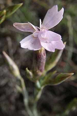 Dianthus pyrenaicus subsp. maritimus ? \ Pyren&auml;en-Nelke / Pyrenean Pink, F Toreilles 24.6.2008