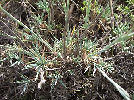 Dianthus pyrenaicus subsp. maritimus ? \ Pyren&auml;en-Nelke / Pyrenean Pink, F Toreilles 24.6.2008