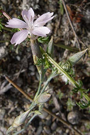Dianthus pyrenaicus subsp. maritimus ? \ Pyren&auml;en-Nelke / Pyrenean Pink, F Toreilles 24.6.2008
