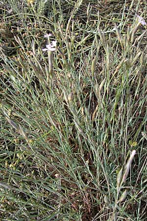 Dianthus pyrenaicus subsp. maritimus ? \ Pyren&auml;en-Nelke / Pyrenean Pink, F Toreilles 24.6.2008