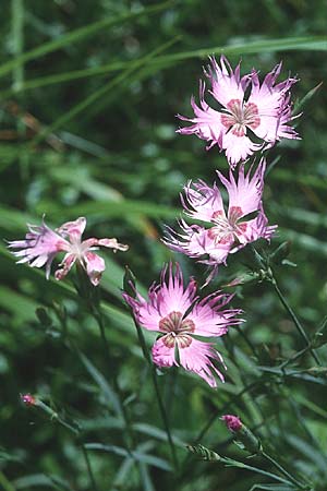 Dianthus monspessulanus \ Montpellier-Nelke / White Cluster, F Pyren&auml;en/Pyrenees, Hospitalet l'Andorre 2.7.1998