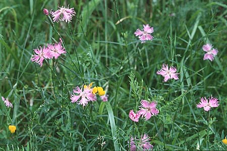 Dianthus monspessulanus \ Montpellier-Nelke / White Cluster, F Pyren&auml;en/Pyrenees, Font Romeu 3.7.1998