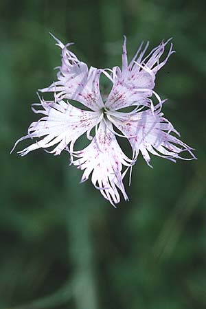 Dianthus monspessulanus \ Montpellier-Nelke / White Cluster, F Pyren&auml;en/Pyrenees, Montferrer 28.6.2000