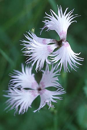 Dianthus monspessulanus \ Montpellier-Nelke / White Cluster, F Pyren&auml;en/Pyrenees, Montferrer 28.6.2000
