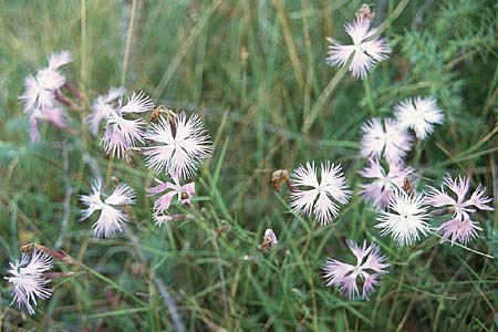 Dianthus monspessulanus \ Montpellier-Nelke / White Cluster, F Pyren&auml;en/Pyrenees, Segre - Schlucht / Gorge 28.7.2000