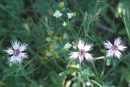 Dianthus monspessulanus \ Montpellier-Nelke / White Cluster, F Pyren&auml;en/Pyrenees, Corsavy 24.6.2001