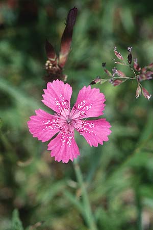 Dianthus deltoides \ Heide-Nelke / Maiden Pink, F Mont Aigoual 13.6.2003