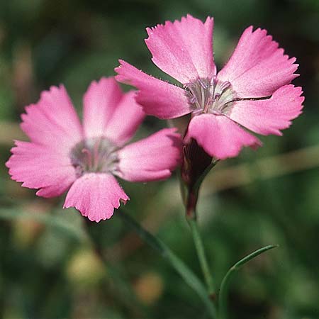Dianthus seguieri \ Seguier-Nelke / Ragged Pink, F Col de la Bonette 12.7.2003