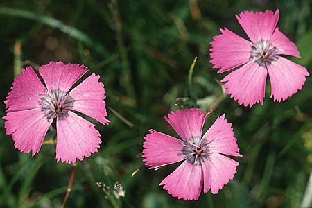 Dianthus seguieri \ Seguier-Nelke / Ragged Pink, F Col de la Bonette 12.7.2003